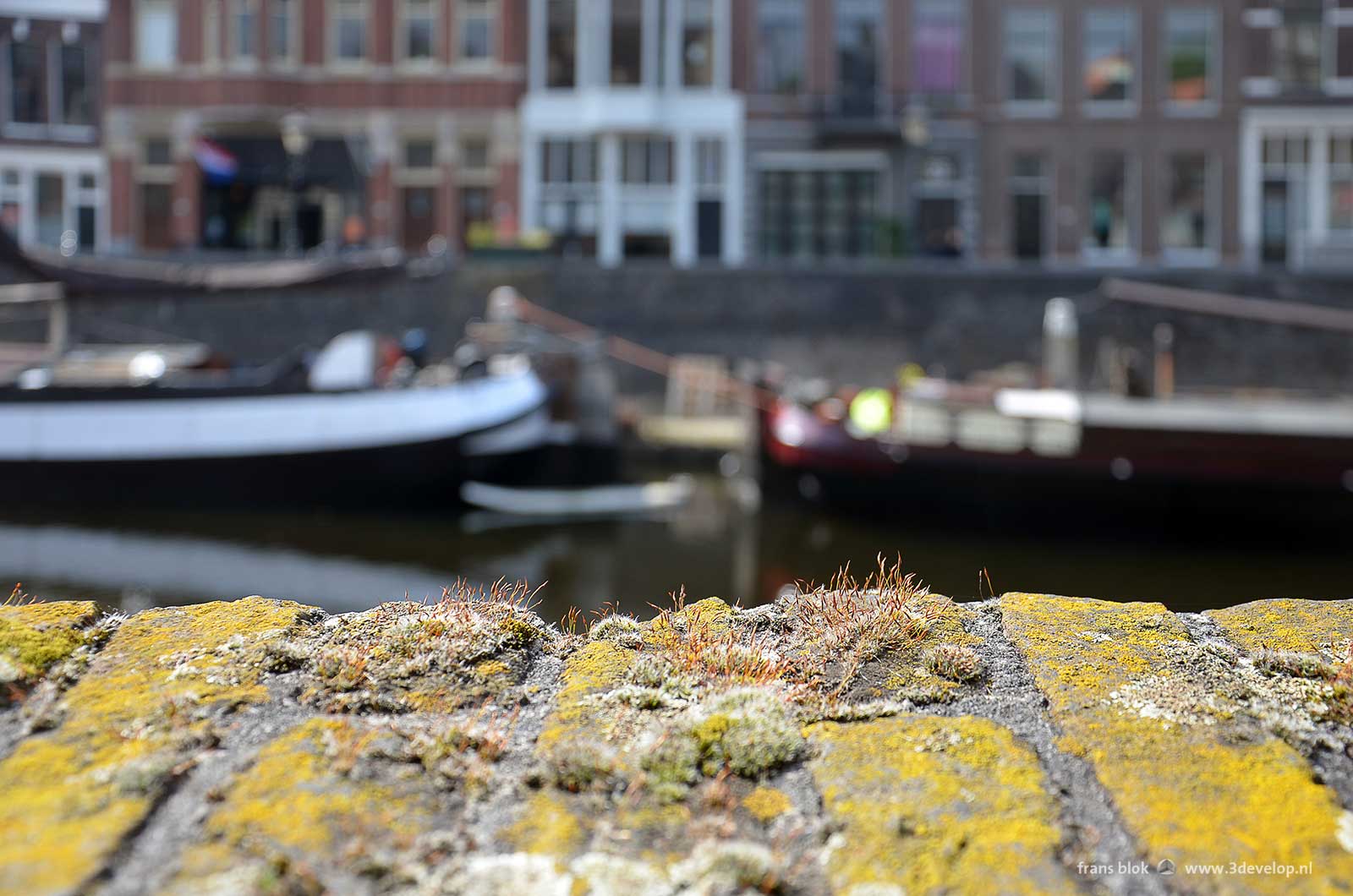 urban nature in delfshaven