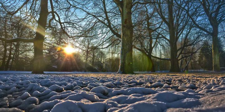 Photo taken low above the ground in a snowcovered Park in Rotterdam, illuminated by a low sun shining through the trees