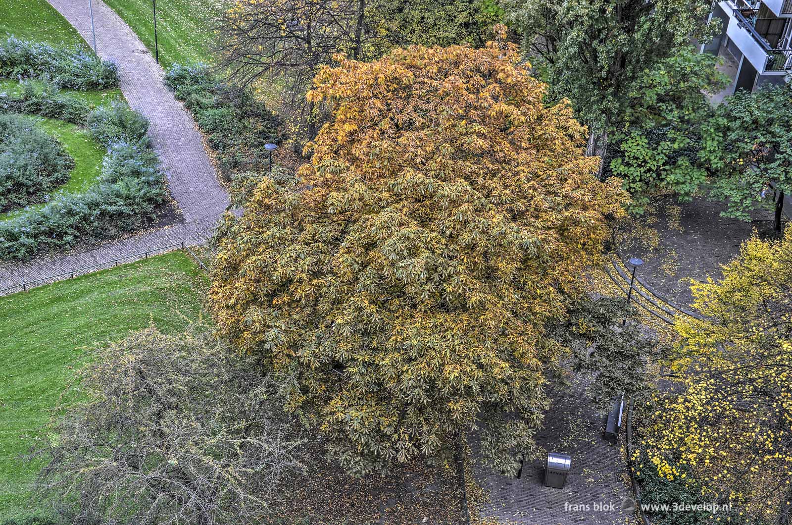 Aerial view of the chestnut tree on Jan Evertsenplaats near Lijnbaan in downtwon Rotterdam during autumn