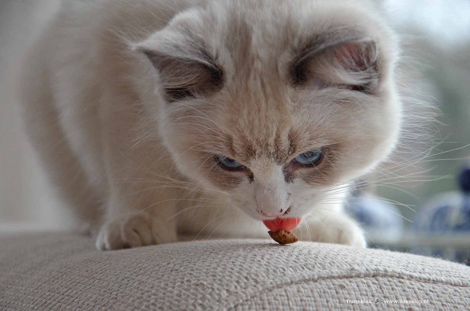 Action picture of a white kitten eating cat candy