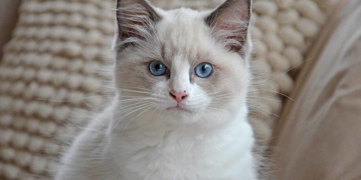 A white kitten with blue eyes is looking at the camera with a look that seems to balance between curiosity and uncertainty