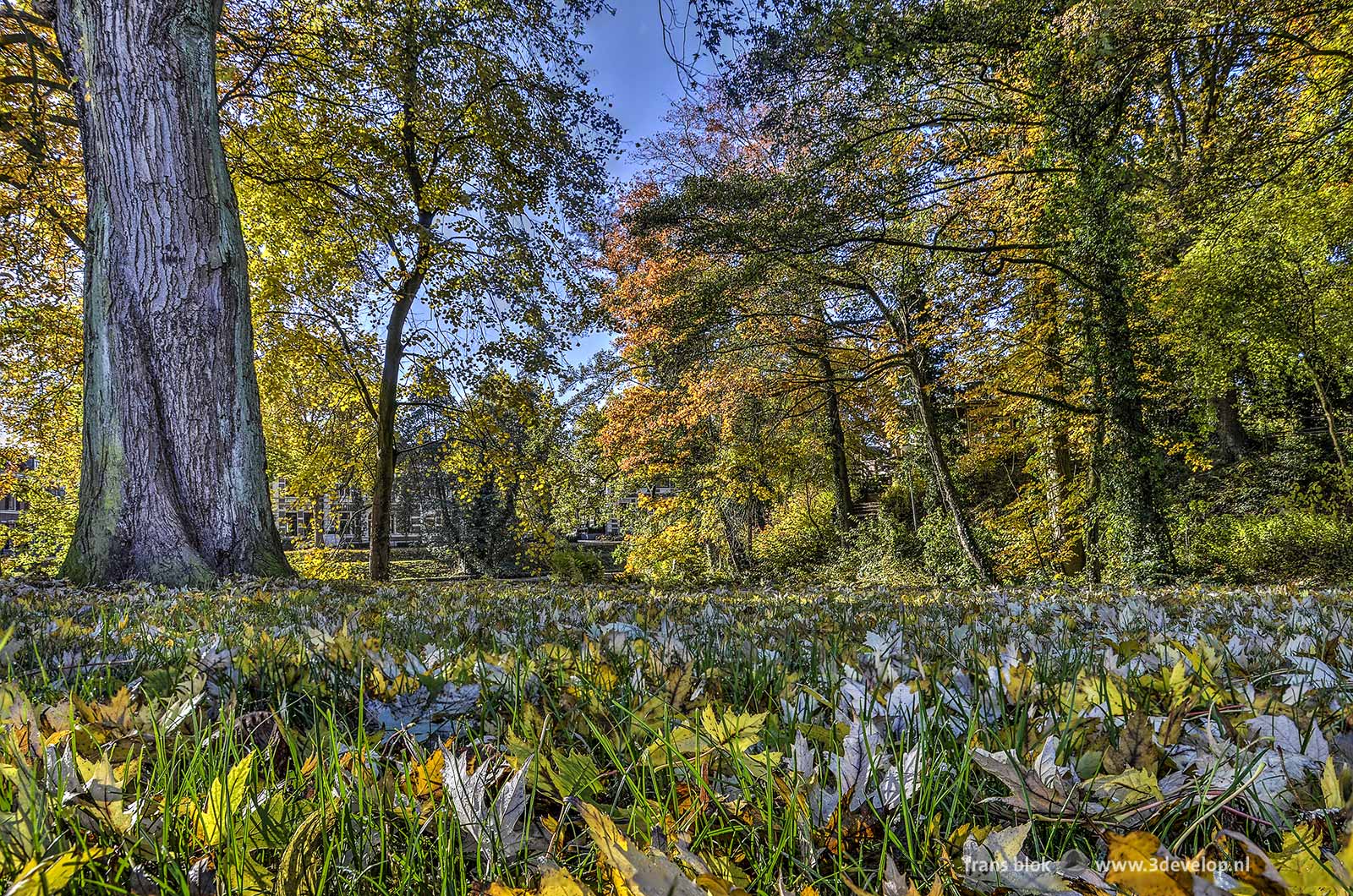 Autumn leaves in the grass in the park at the Singel canal in Deventer, from the list of best photos of 2016