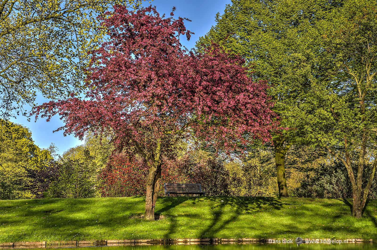 A purple red flowering cherry tree at the edge of a pond in The Park in Rotterdam, from the top 10 of best photos of 2016