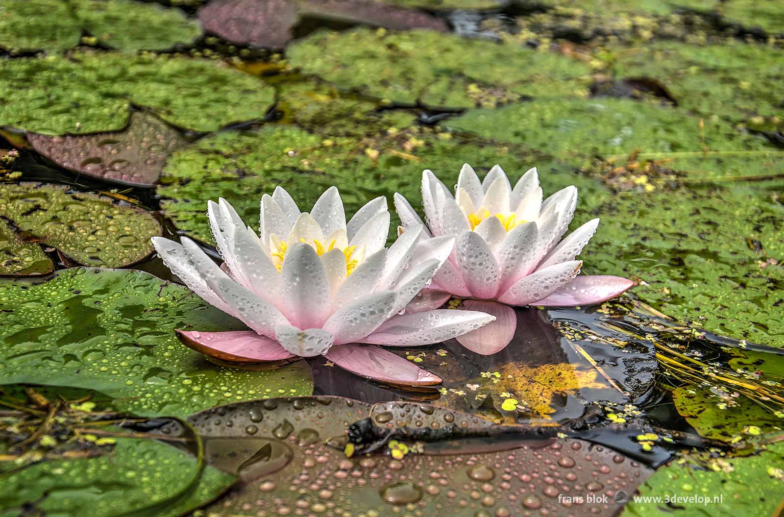 Two white water lilies in a Rotterdam ditch, still wet after a recent rain shower