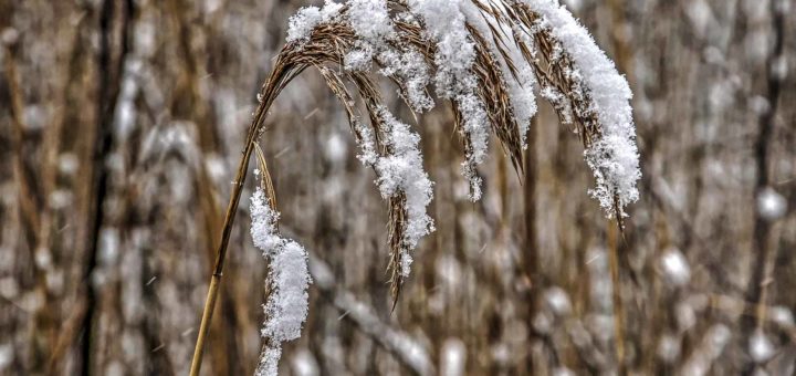 Snow-covered reed in the Hitland near Capelle aan den IJssel, The Netherlands