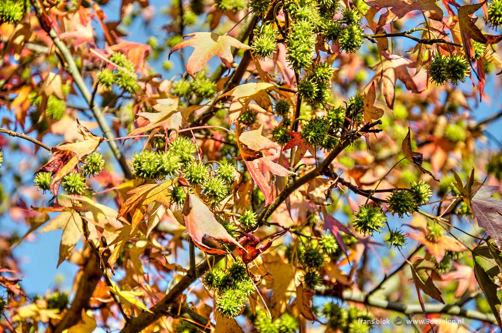 A sweetgum tree with red cannabis-shaped leafs and green spiky fruits, seen against a blue sky