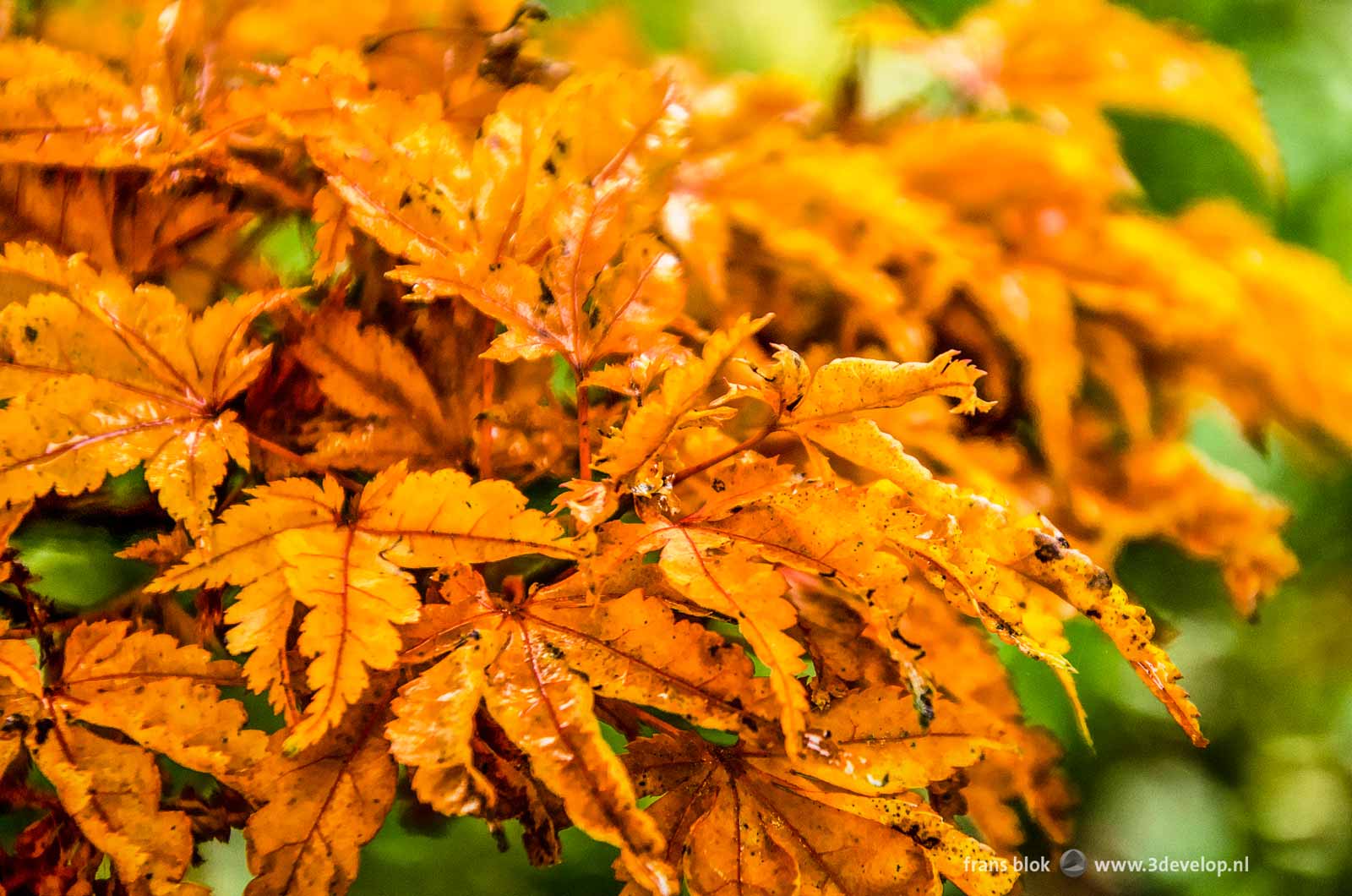 Humid yellow brown leaves of an oak tree in autumn