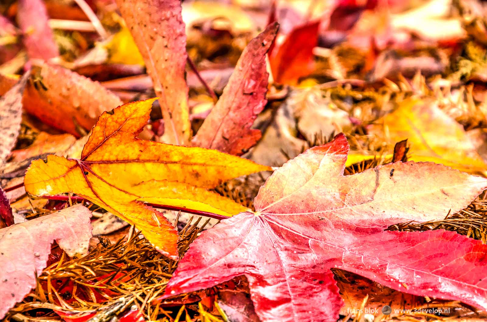 Close-up of two leaves in autumn, a yellow and red one, on the ground amidst other fallen leaves