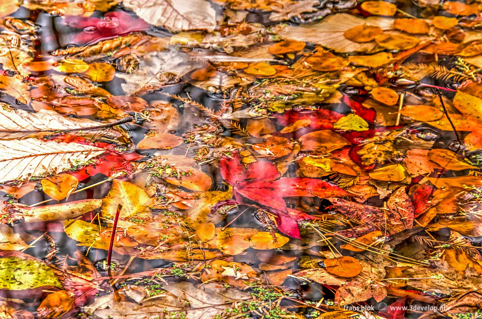 Collage of fallen autumn leaves, most of them red, brown or yellow, in a pond in november