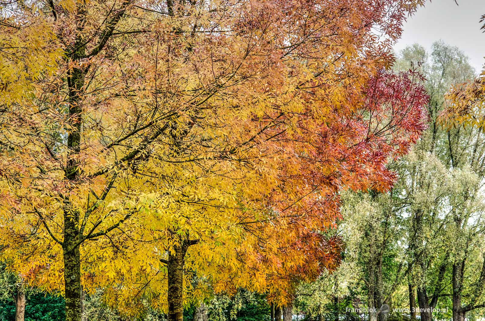 Autumn image with in the foreground twee yellow and red tree and on the background some predominantly still green trees