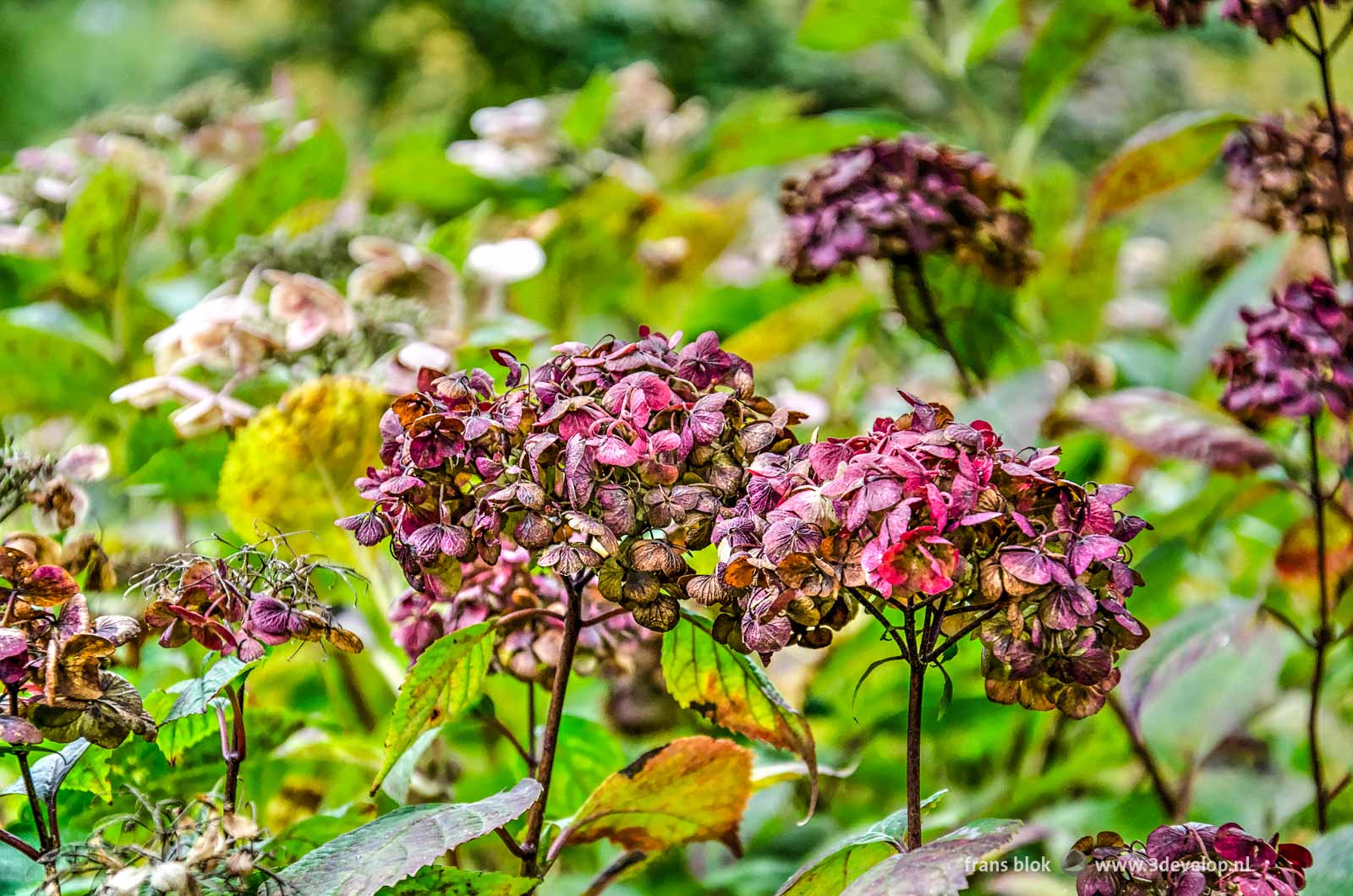 Hortensias in autumn in The Park in Rotterdam