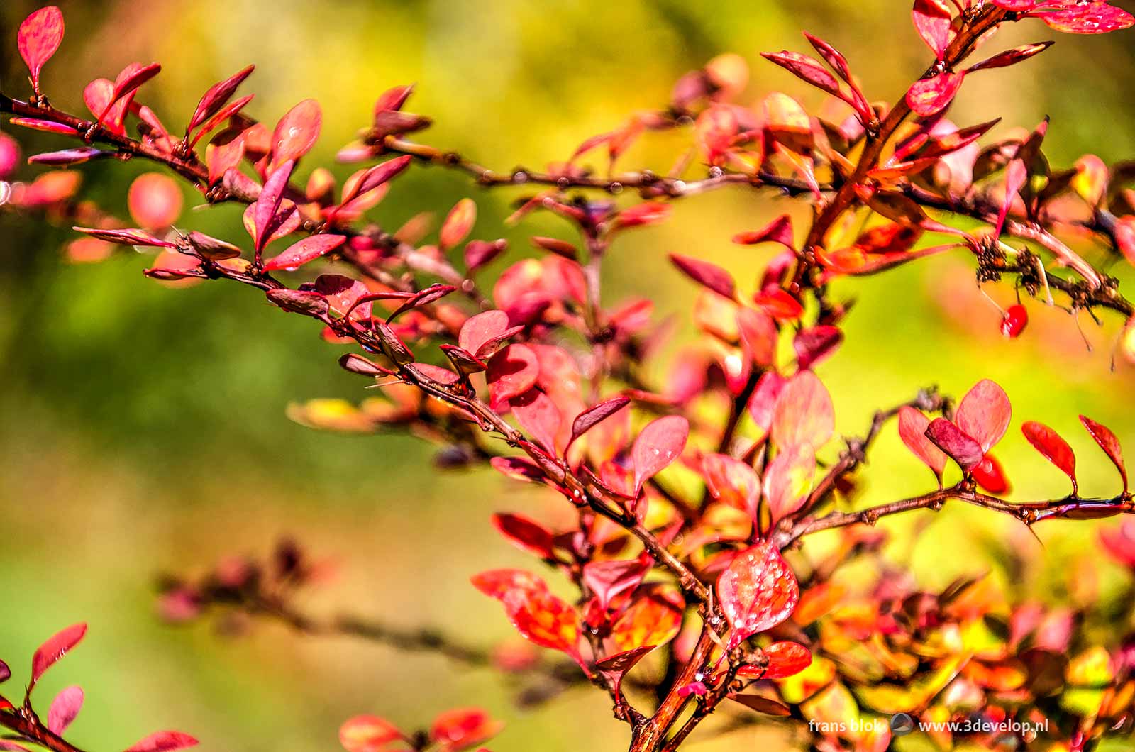 Close-up of a shrub with red leaves against a yellow and green blurry background in autumn