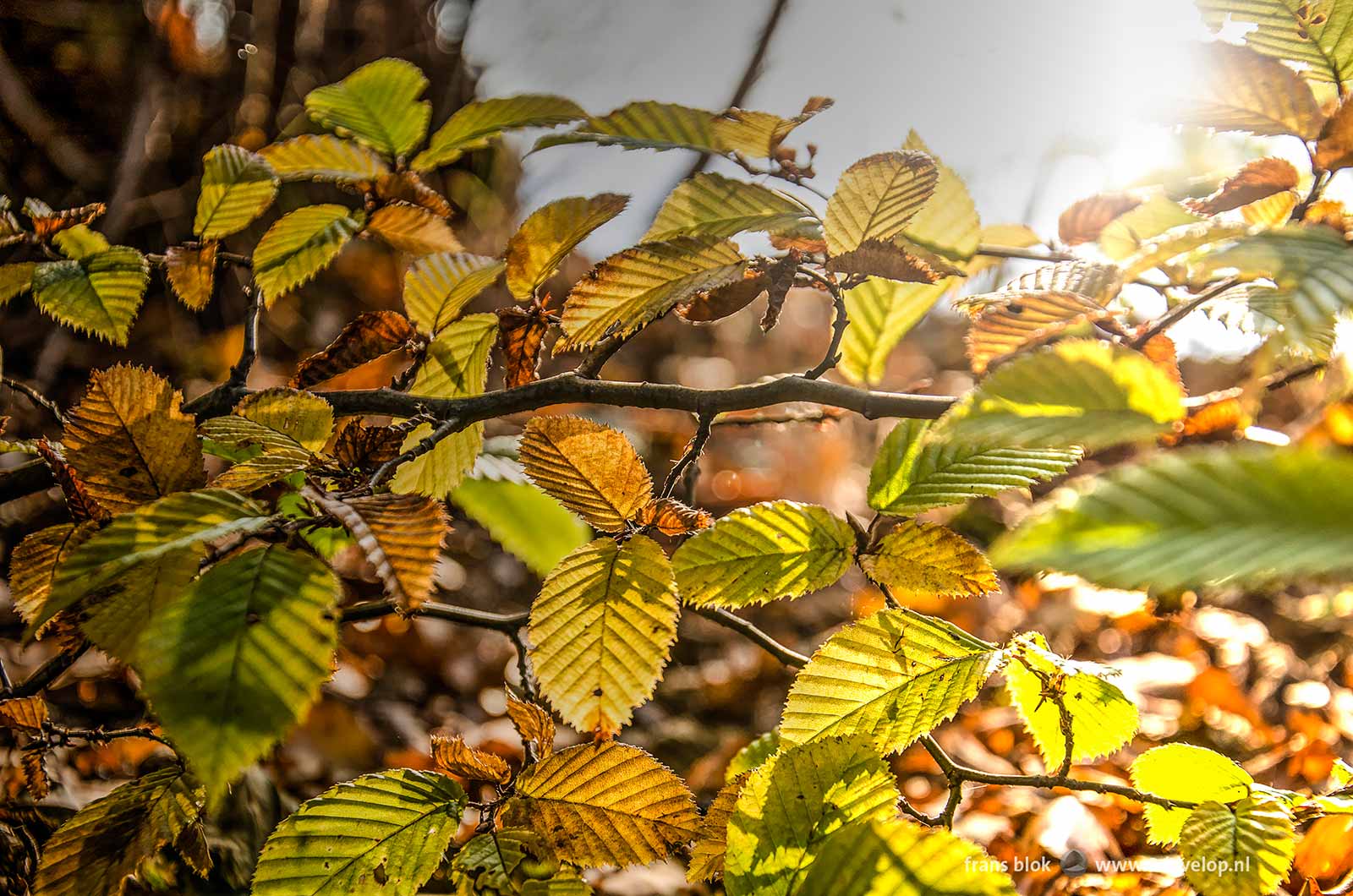 Joyful autumn image of beech leaves with backlight