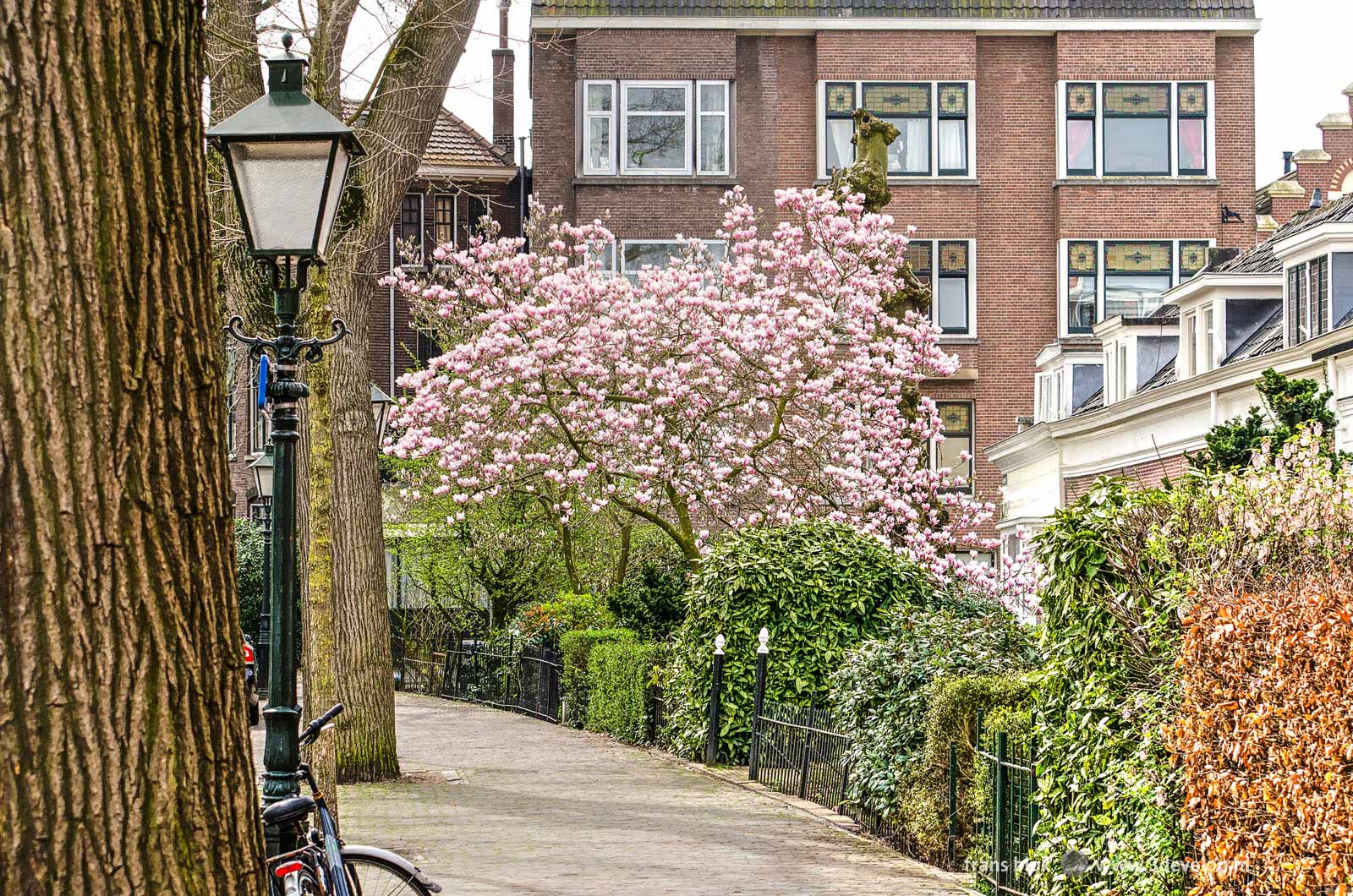 Magnolia tree in bloom in spring in a garden on Hoflaan in Kralingen, Rotterdam