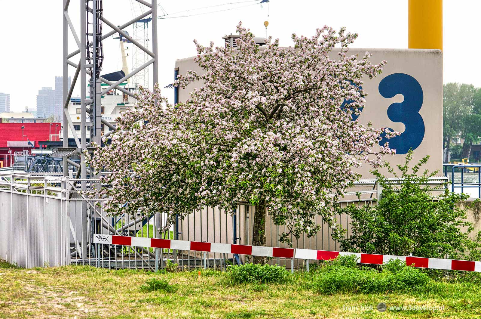 Blooming prunus tree on a somewhat odd location on an industrial zone in the Rotterdam district of Feijenoord