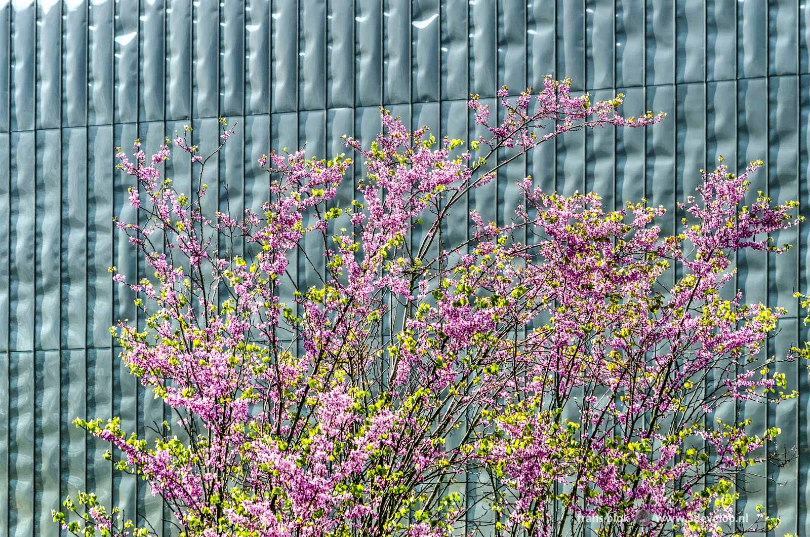 Cercidiphyllum japonicum or katsura trees (or shrubs) in bloom in springtime with in the background the stainless steel facade of the Rotterdam Central Station