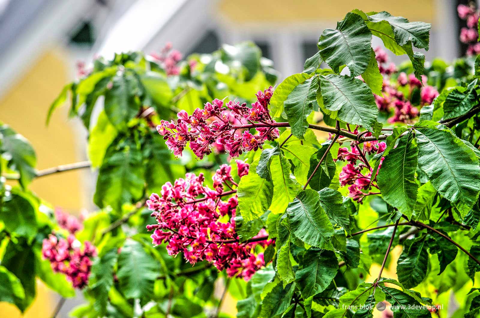 Red blossoms of a chestnut tree on Mariniersweg in Rotterdam with the Cube Houses in the background