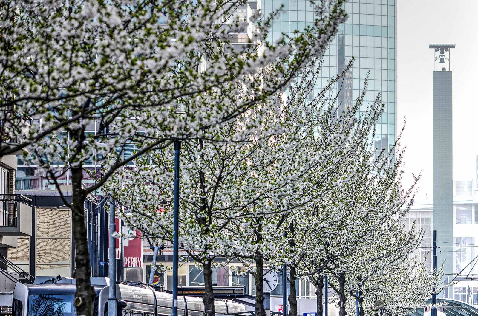 White flowering cherry trees on Van Oldenbarneveltplaats in downtown Rotterdam