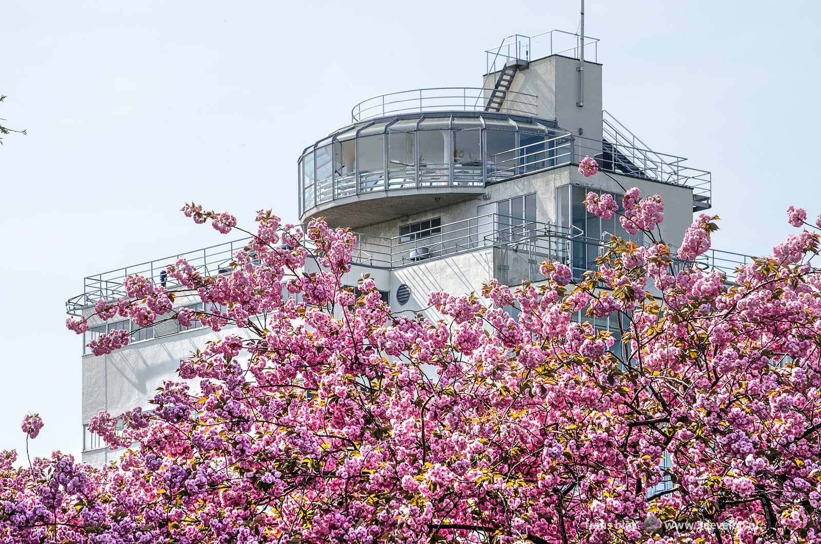 A prunus tree, more specifically a Japanese cherry, in bloom in springtime near Unesco world heritage Van Nelle factory in Rotterdam