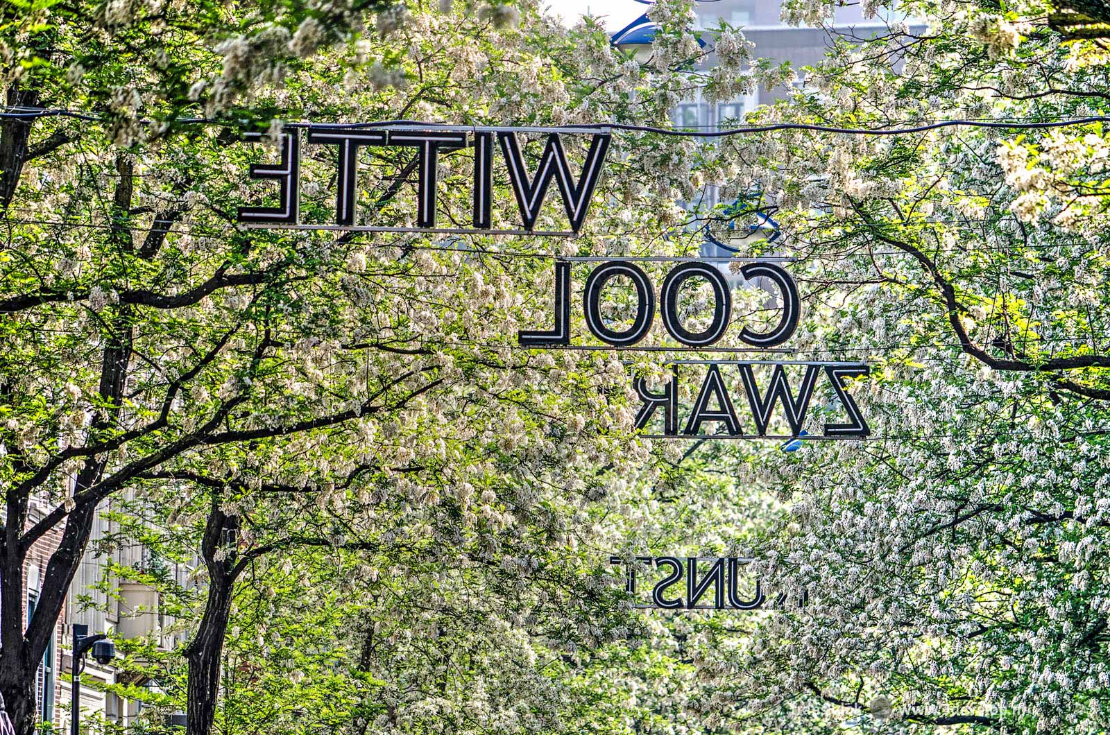 Witte de With street in Rotterdam springtime, with the characteristic word art and blooming robinia trees