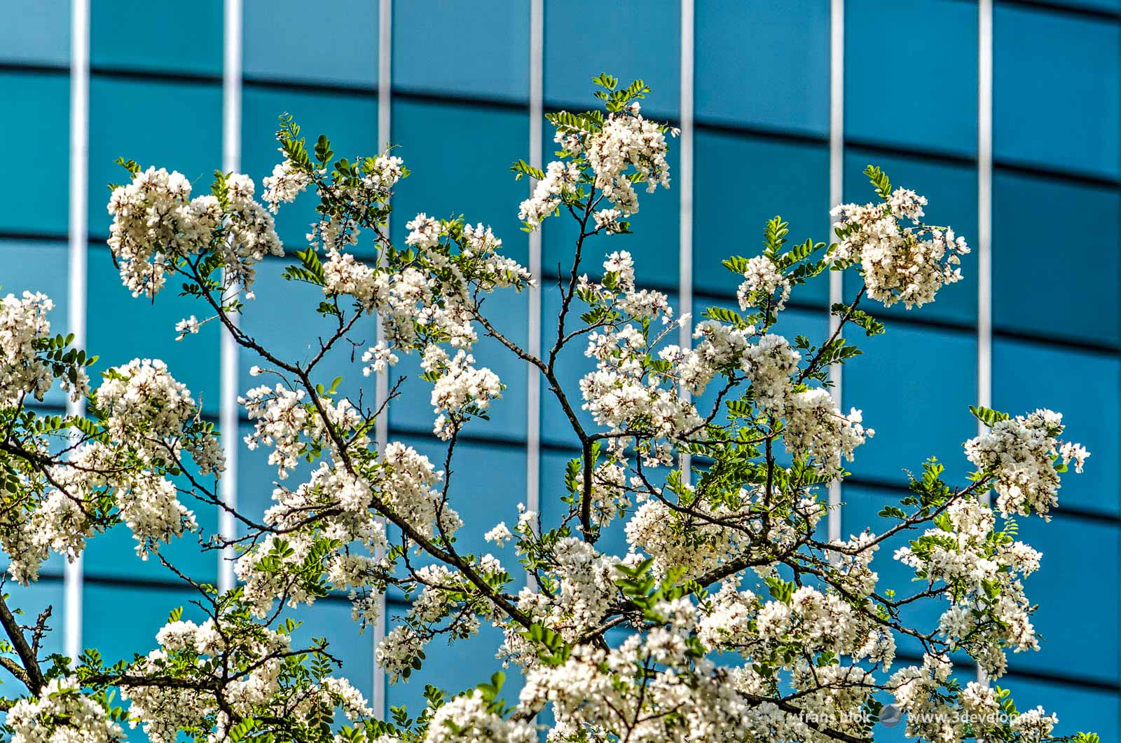 A robinia pseudoacacia or black locust in bloom in springtime, with the glass facade of the Rotterdam World Trade Center in the background