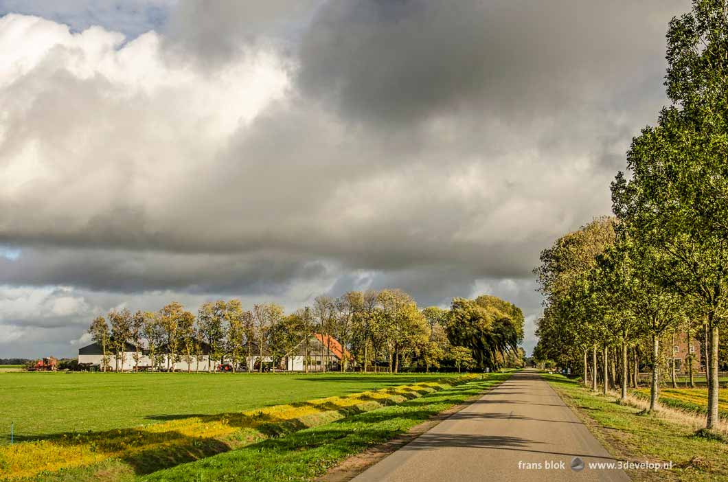 Long straight road with a line of trees and a farm in the North East Polder in the Netherlands