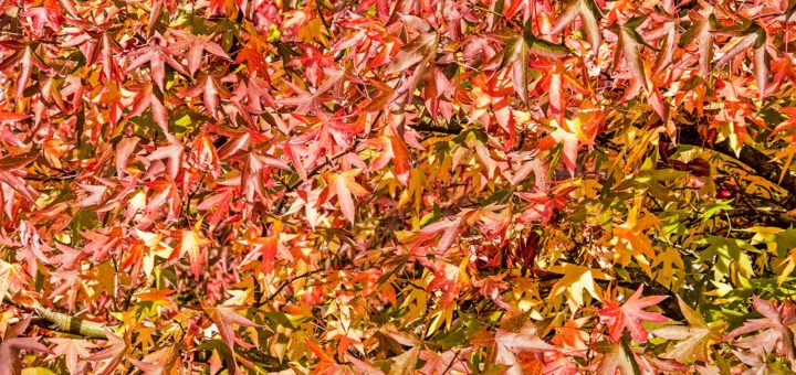 Almost abstract and multicolored image of the leaves of a sweet gum tree (liquidambar styraciflua) in autumn