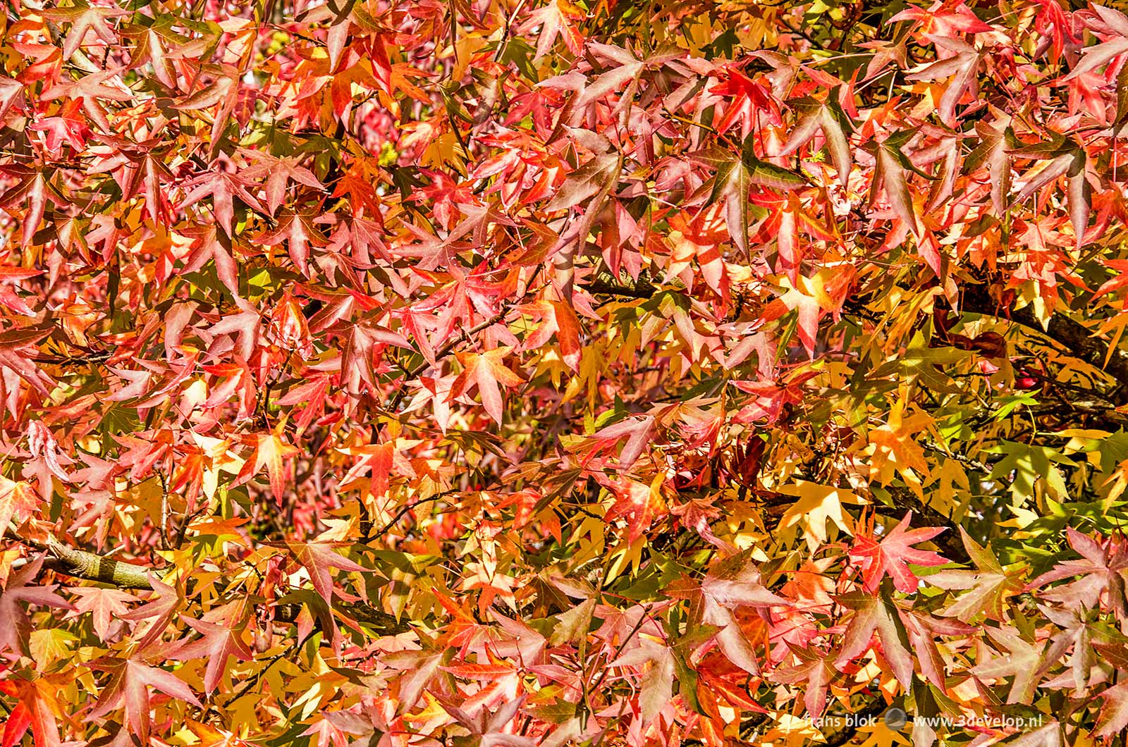 Almost abstract and multicolored image of the leaves of a sweet gum tree (liquidambar styraciflua) in autumn