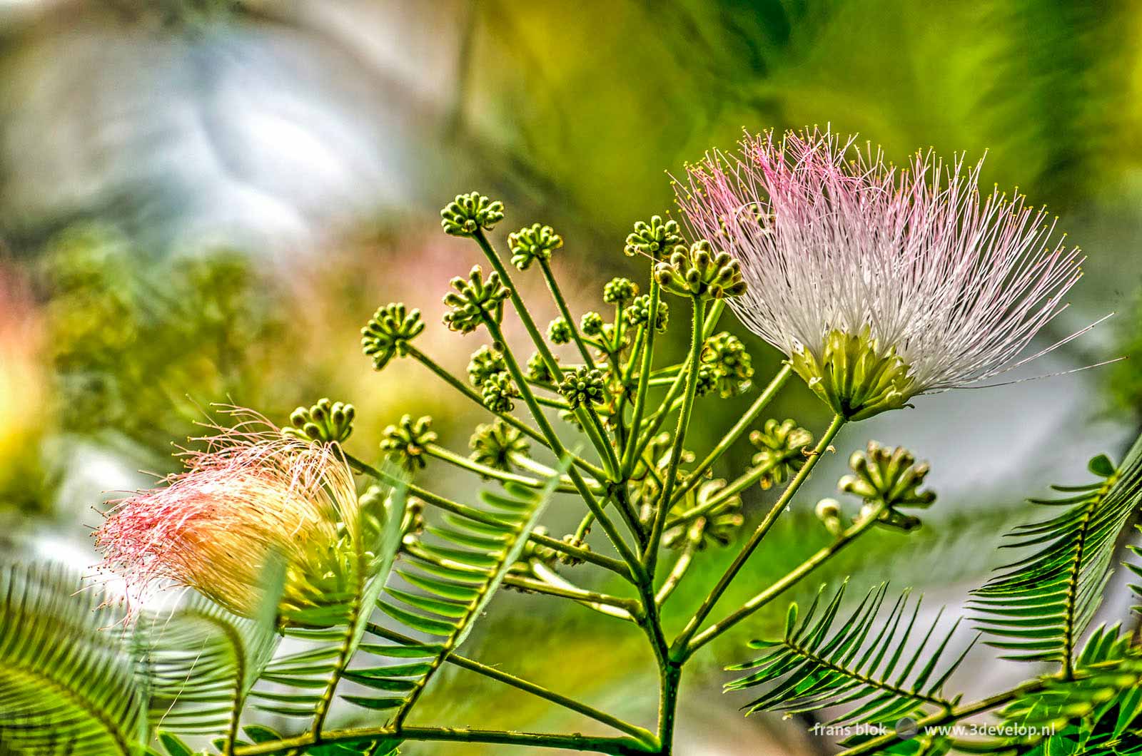 Detail photo of the flowers of an albizia julibrissin, a Persian silk tree