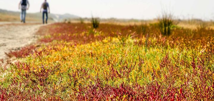 Field of salicornia in the rasta colors red, green and yellow at the beach in nature reserve Kwade Hoek on the island of Goeree-Overflakkee, with two hikers in the background