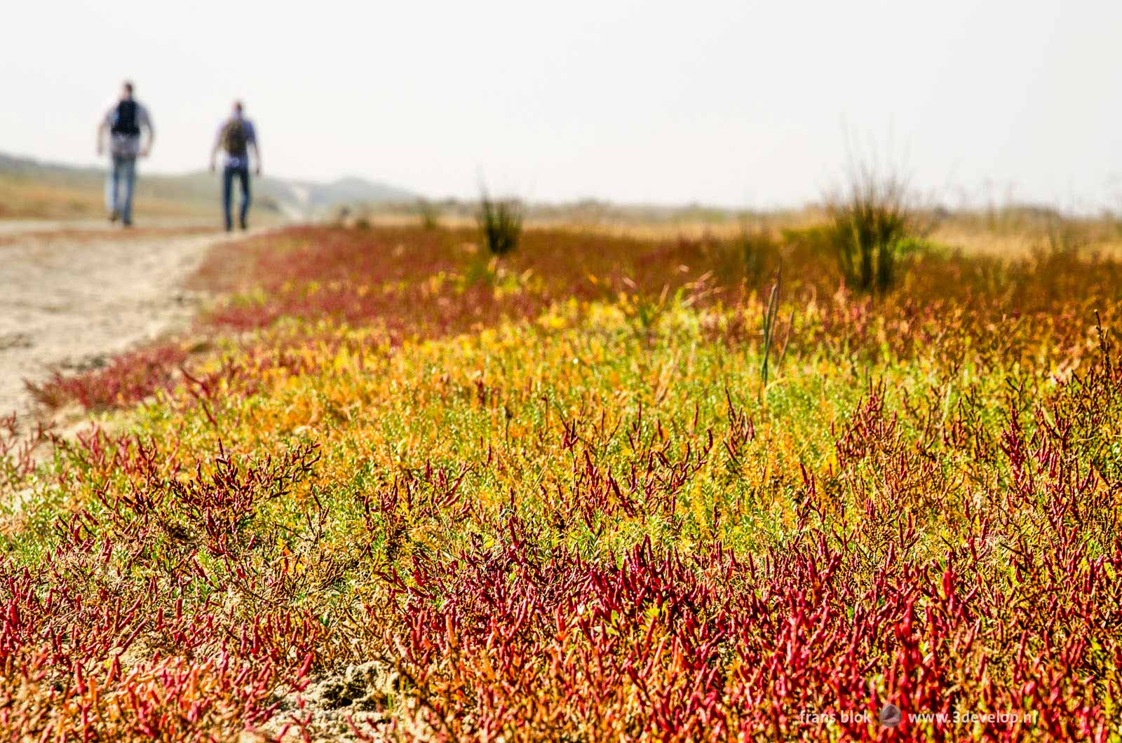 Field of salicornia in the rasta colors red, green and yellow at the beach in nature reserve Kwade Hoek on the island of Goeree-Overflakkee, with two hikers in the background