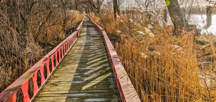 Wooden walkbridge through the tidal forest along the river Oude Maas near Ruigeplaatbos in the Rotterdam district of Hoogvliet