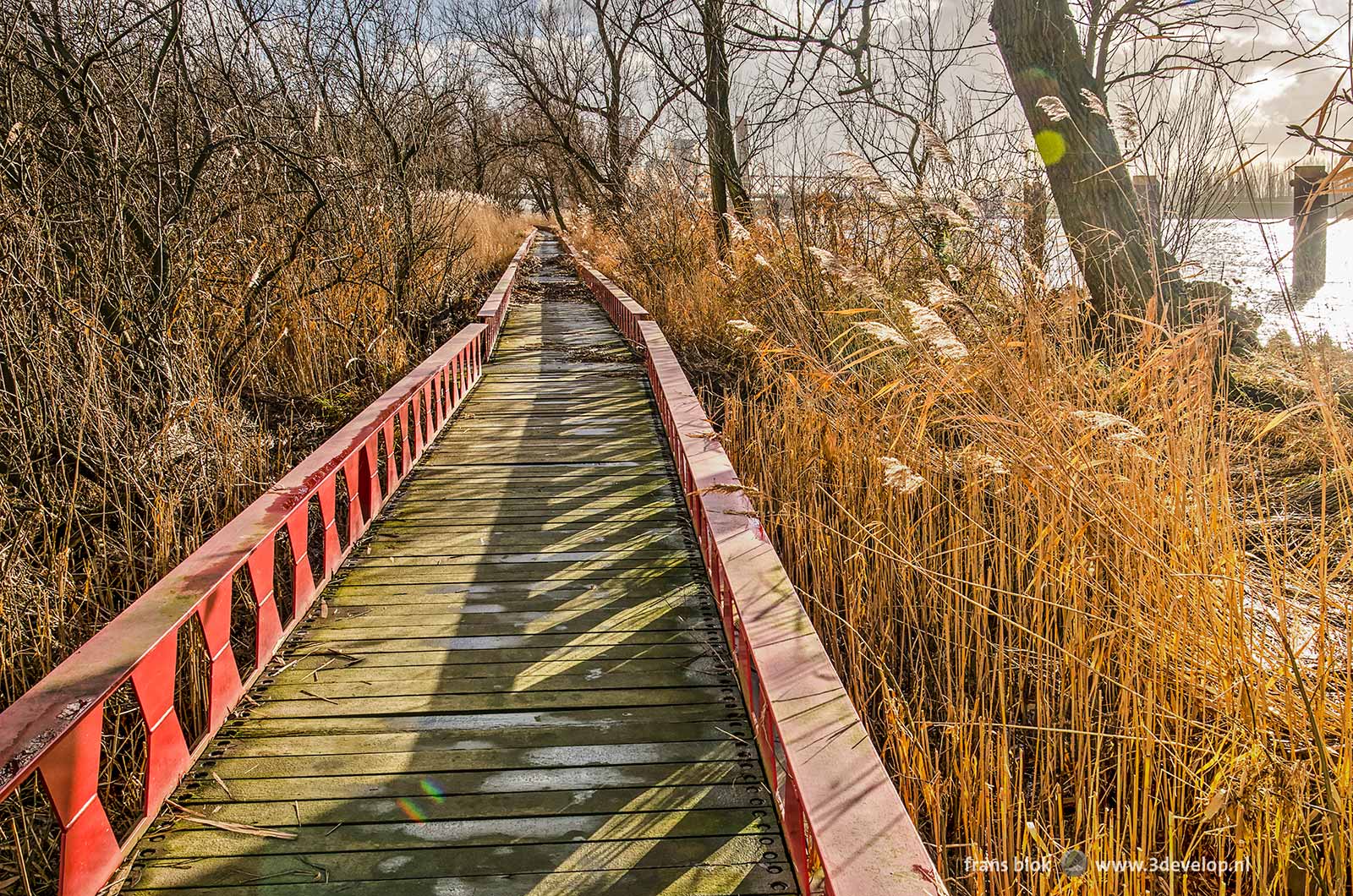 Wooden walkbridge through the tidal forest along the river Oude Maas near Ruigeplaatbos in the Rotterdam district of Hoogvliet