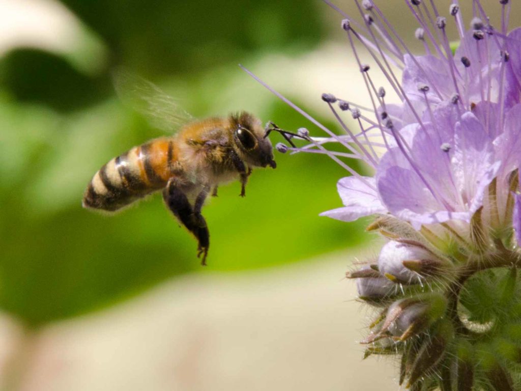 Close-up of a bee hovering near a purple phacelia flower on a balcony in Rotterdam, Holland