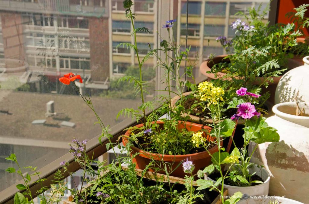 Overview of the bee restaurant, or the pots with wildflowers on a balcony of a flat in downtown Rotterdam, Holland