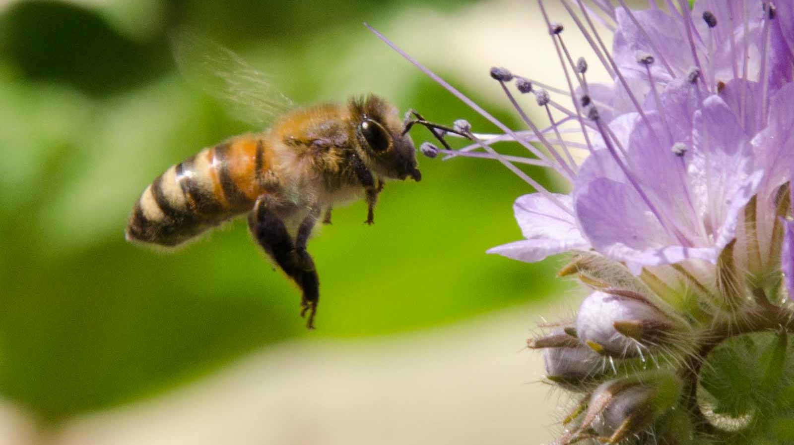 Close-up of a bee hovering near a purple phacelia flower on a balcony in Rotterdam, Holland