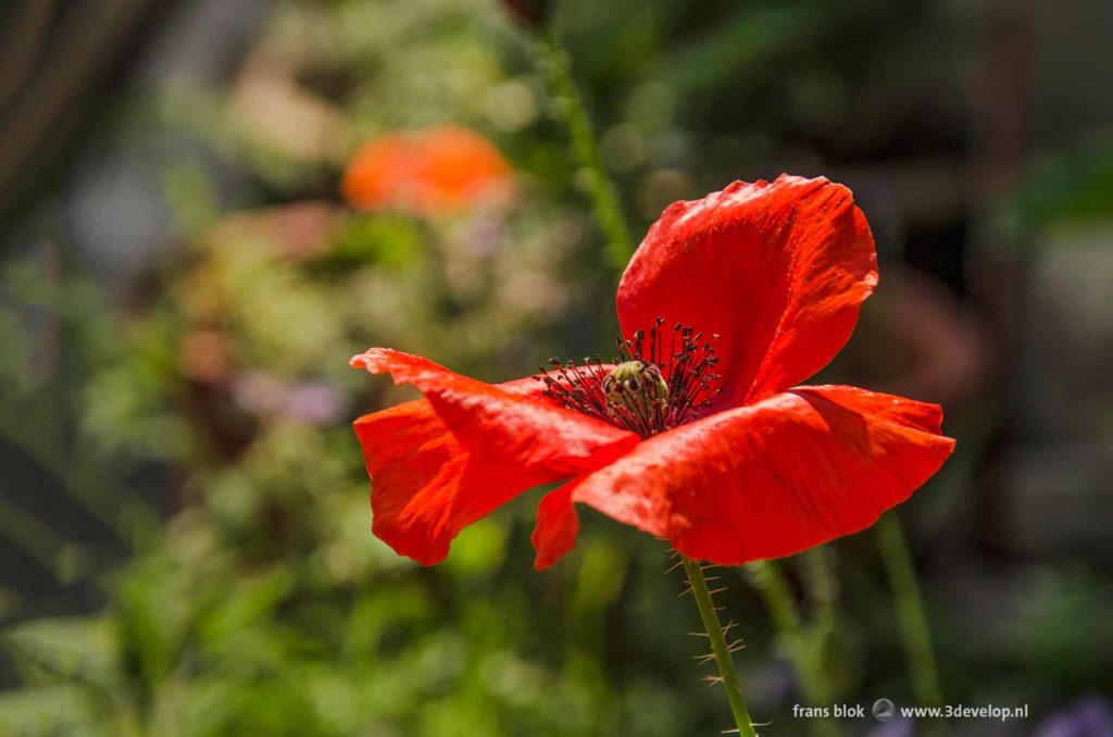 Close-up of a fiery red poppy against a predominantly green background