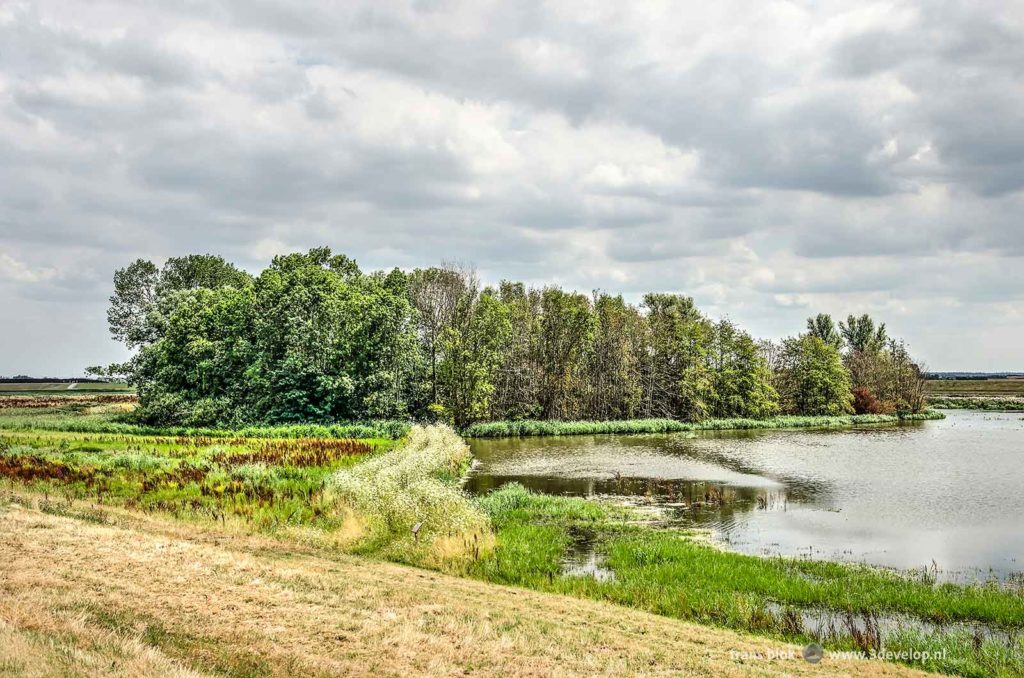 Large group of trees around a little lake near Reevediep canal, created as part of the Room for the River program near Kampen, The Netherlands