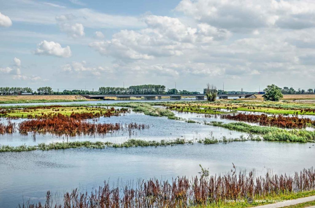 Fields with sorrel and other vegetation interspersed with water along the Reevediep near Kampen with a concrete bridge in the background on a beautiful summer day