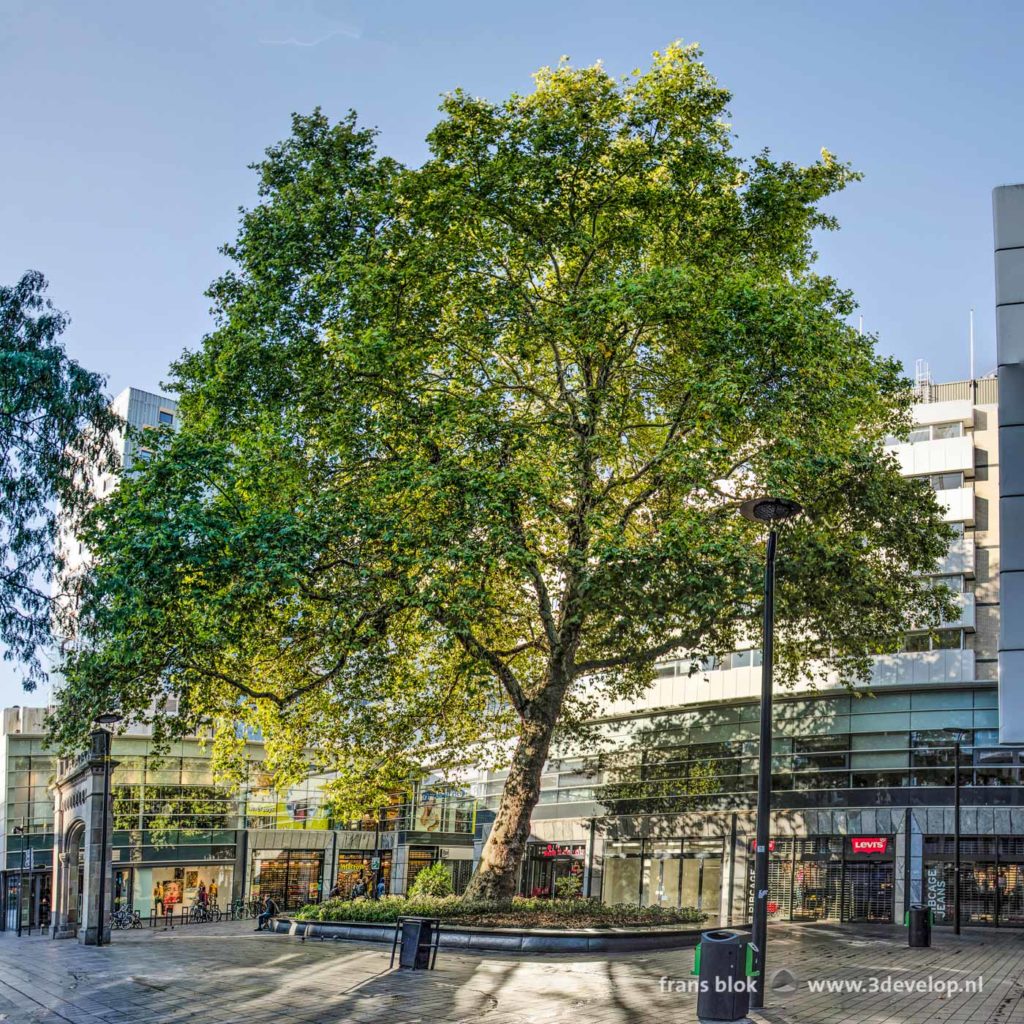 Groothoekfoto van de Lijnbaanplataan in Rotterdam op zijn pleintje tussen winkels en de poort van het voormalige ziekenhuis