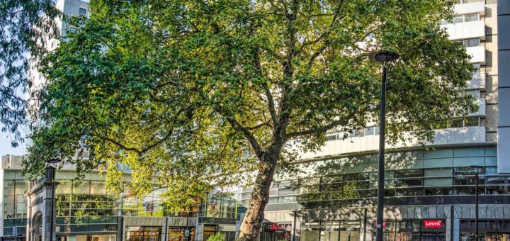 Wide angle image of the Lijnbaan plane tree on its little plaza between shops and the gate of the former hospital