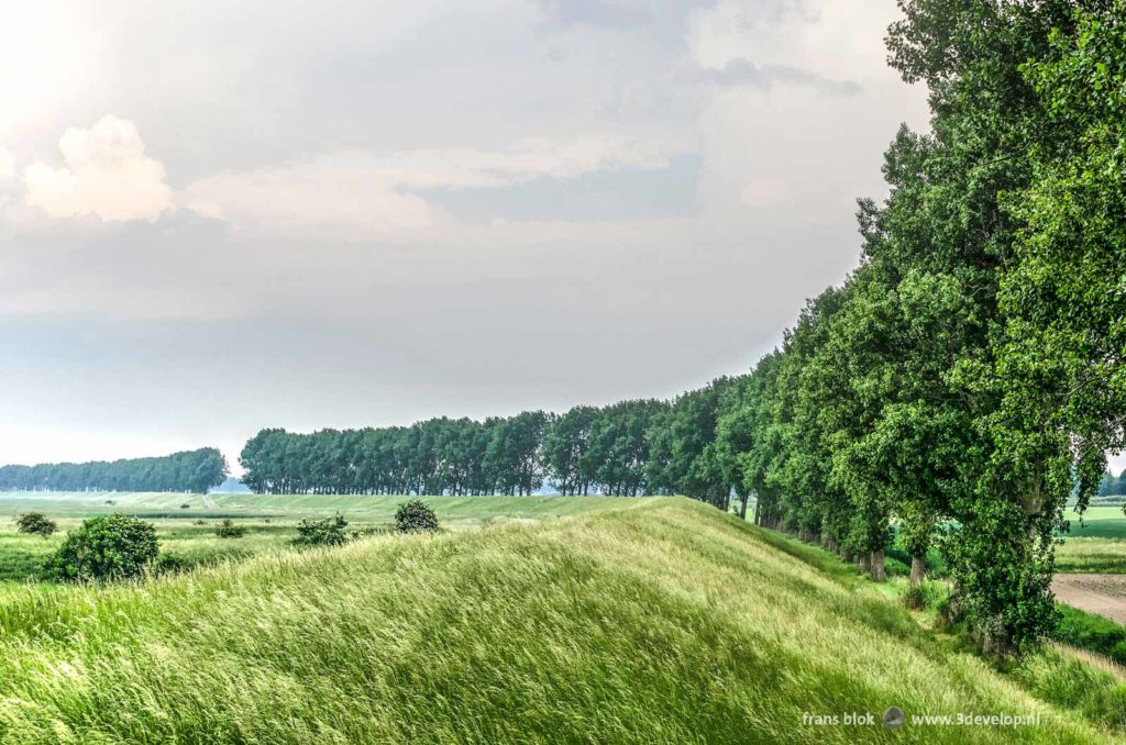 Dike with tall grass and a row of poplar trees between the fields and the wetlands of Flakkee, part of a long distance trail around lake Grevelingen, The Netherlands