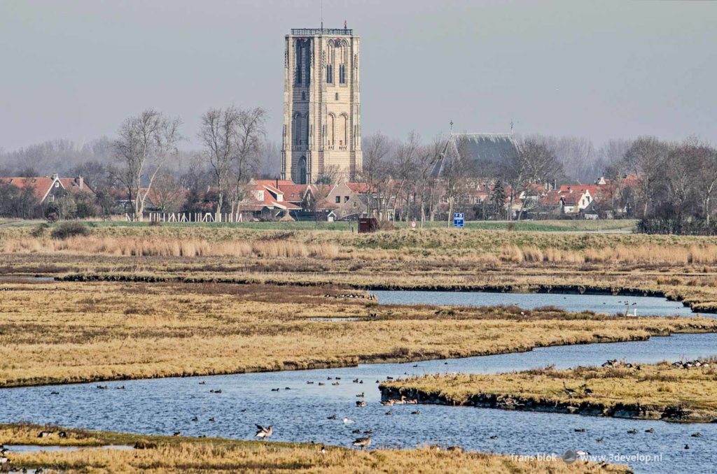 Reeds and creeks with geese and ducks on the island of Goeree, The Netherlands with the characteristic church tower of the town of Goedereede in the background