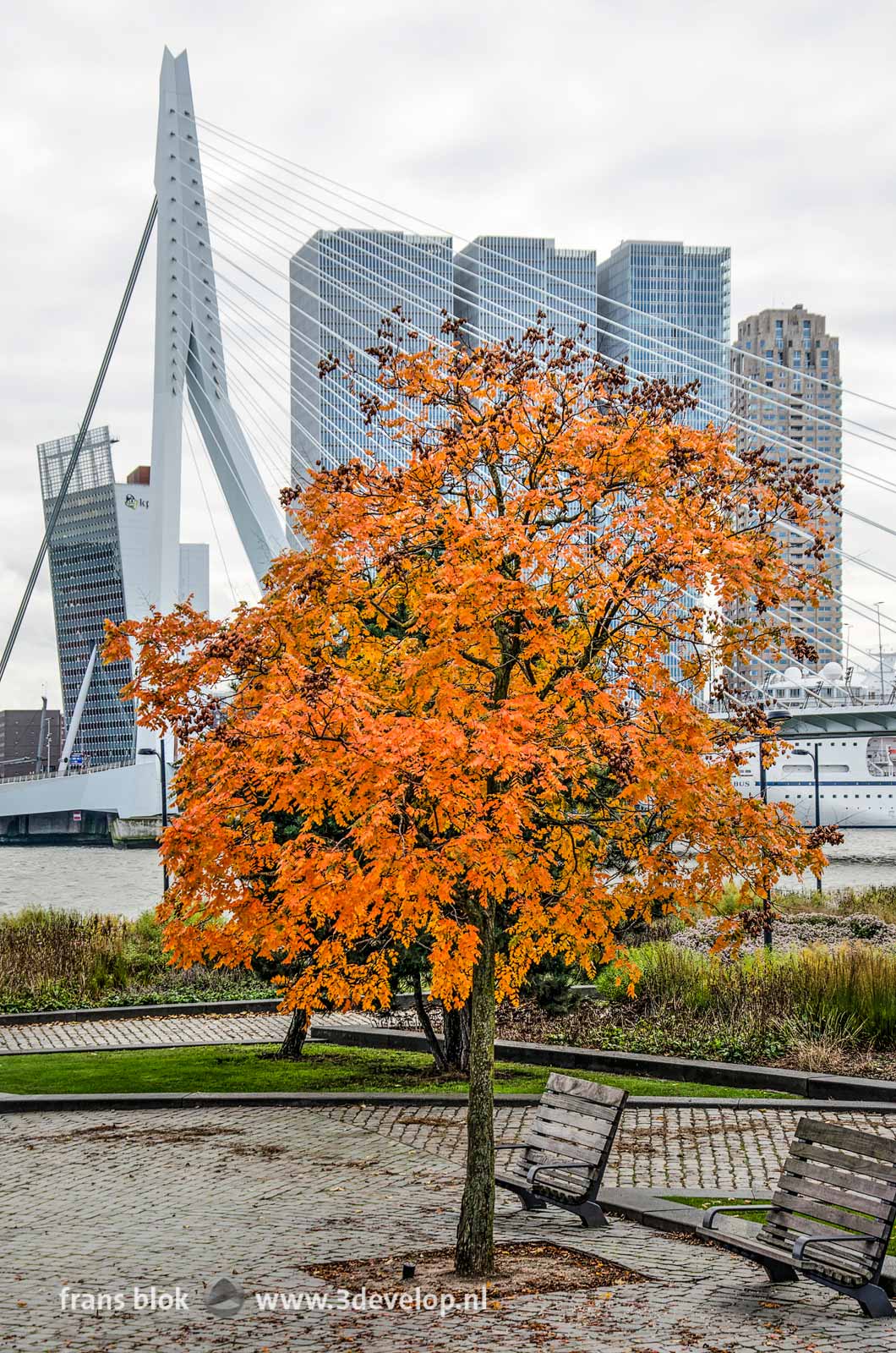 Varnish tree (koelreuteria paniculata) in autumn color, in the little park at Leuvehoofd near Erasmus bridge in Rotterdam, The Netherlands