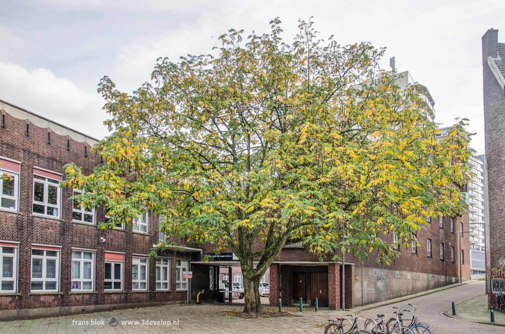 Caucasian wingnut (pterocarya fraxinifolia) in autumn in a back street in Rotterdam, the Netherlands