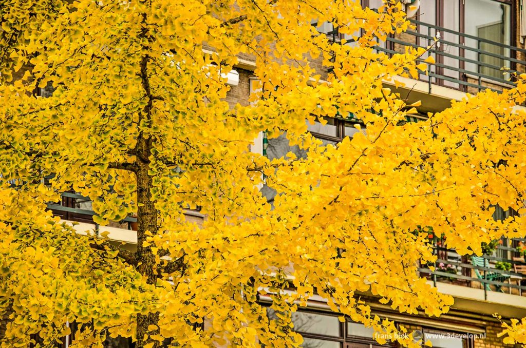 Ginkgo biloba tree with bright yellow leaves in a street in Blijdorp neighbourhood in Rotterdam, The Netherlands