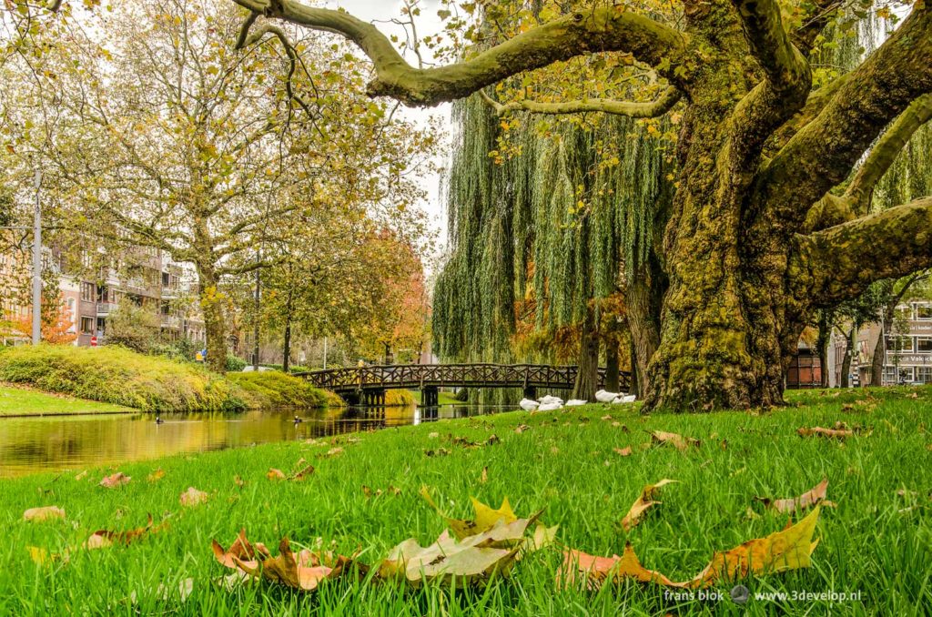 Noordsingel canal in Rotterdam in autumn, with an old plane tree, geese sitting on a grassy slope and a wooden pedestrian bridge