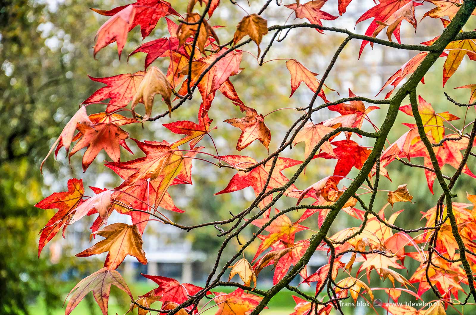 Branches and red leaves of a sweet gum tree (liquidambar styraciflua) in the Park in Rotterdam, The Netherlands