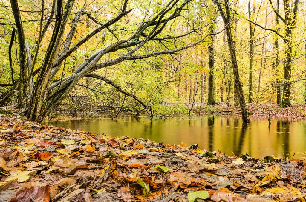 November scene with fallen leaves, a reflective pond and wildly shaped trees, in the Waterloopbos (Hydraulic Forest) in the Dutch North East Polder on a rainy day in autumn