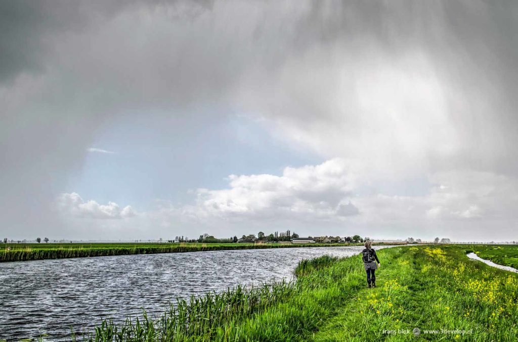 Hiker on the Pilgrim long distance trail on a levee with grass, reeds and rapeseed along a canal in alblasserwaard polder, The Netherlands, near hamlet De Donk, on a day in springtime with heavy showers